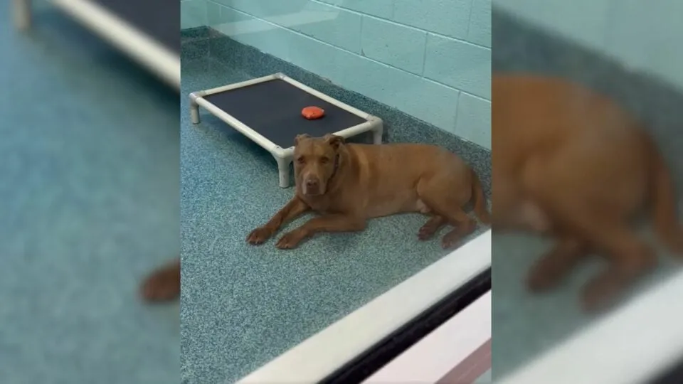 After 3 Years In The Shelter, This Dog Finally Found Someone Who Understood Him