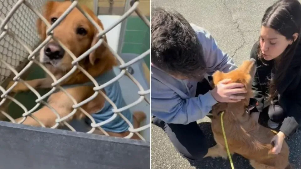 After Three Years Of Searching, Couple Finds Their Golden Retriever In A Viral Rescue Post