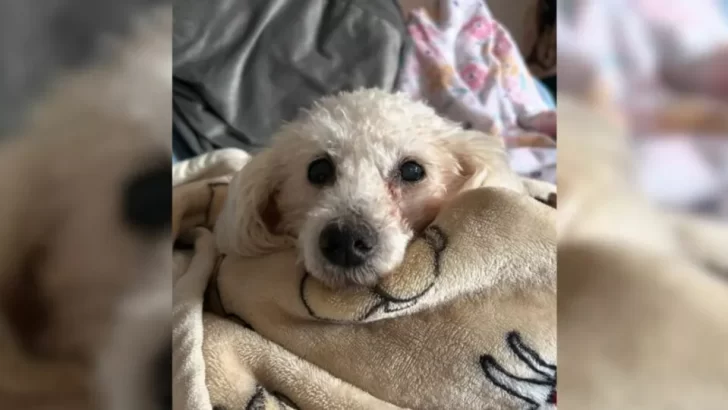 Abandoned, Deaf Poodle Rescued After Being Left Behind by Breeders and Saved from Euthanasia List