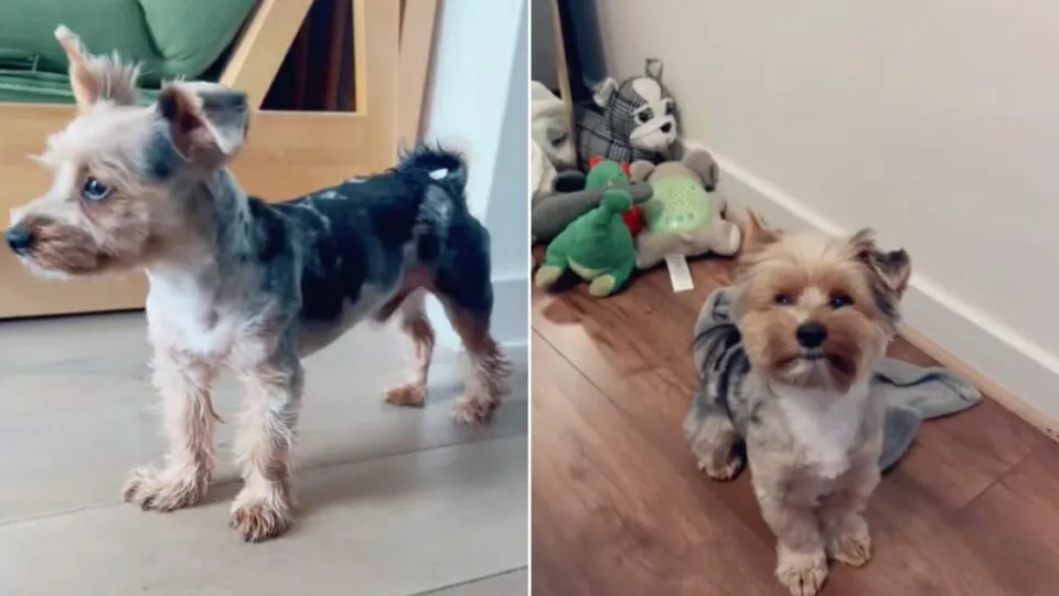 Dog Owner Shocked After Grooming Mix-Up—But Realizes The Truth Is Too Funny