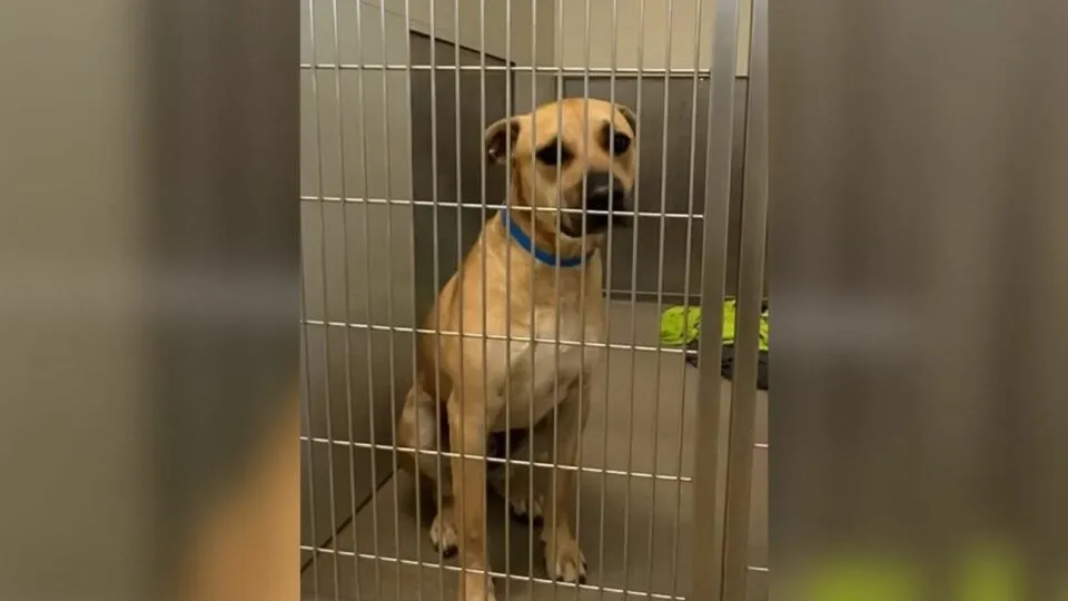 Dog Waits For Family At Shelter Door—Not Realizing They Left Him For Good