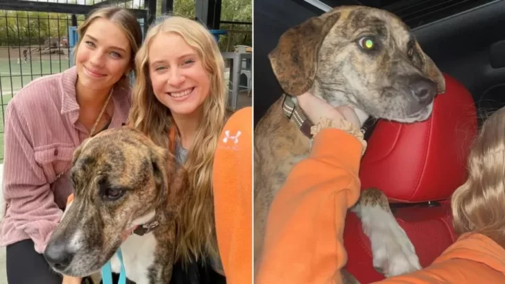 Dog Walked 1,200 Miles Across States to Find Her Way Back to Owner