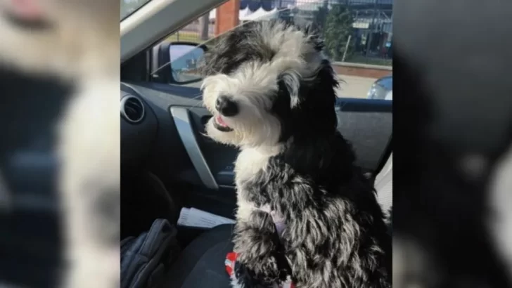 Dog’s Daycare Experience Takes an Unexpected Turn: She Prefers People Over Other Dogs