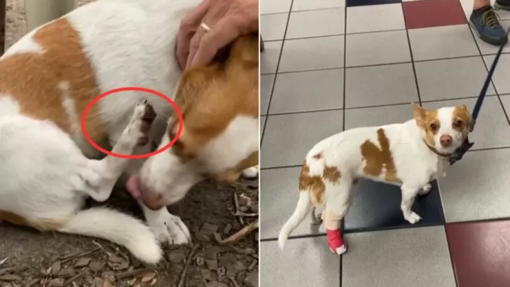 Dog’s Tiny Cut Costs Owners $150, But His Drama Was Worth It!