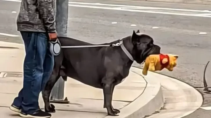 Max the Dog Brings Joy to His Sad Sister with Snuggles and Love