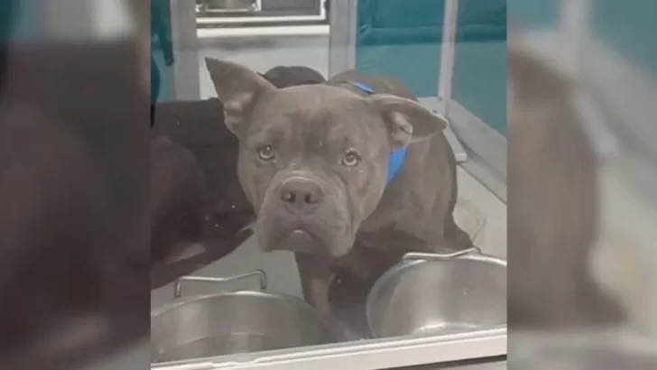 Forgotten Shelter Dog Was Hours From Euthanasia—Until One Family Stepped In