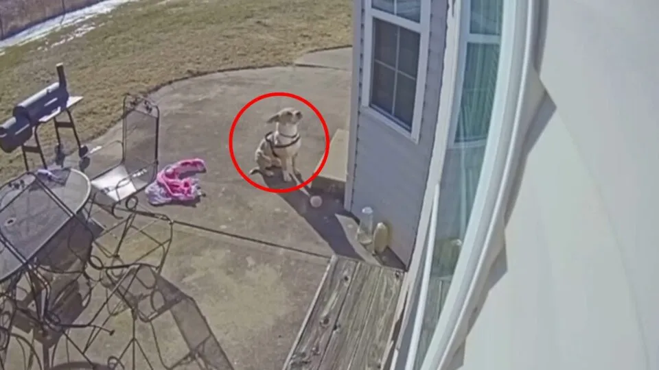 Freezing Dog Knocks On Random Door Crying—And Finds The Warmth He Needed Most