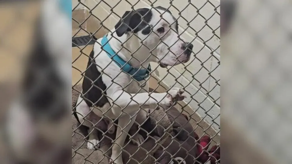 Shelter Dog Gently Reaches His Paw Out, Hoping For The Forever Home He’s Dreamed Of