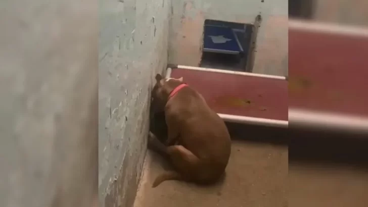 Heartbroken Pitbull Sits Facing the Wall, Too Defeated to Look at Anyone—Until Love Finds Her