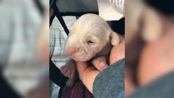Abandoned, Injured Puppy Fights For Her Life After Being Left Alone On The Roadside