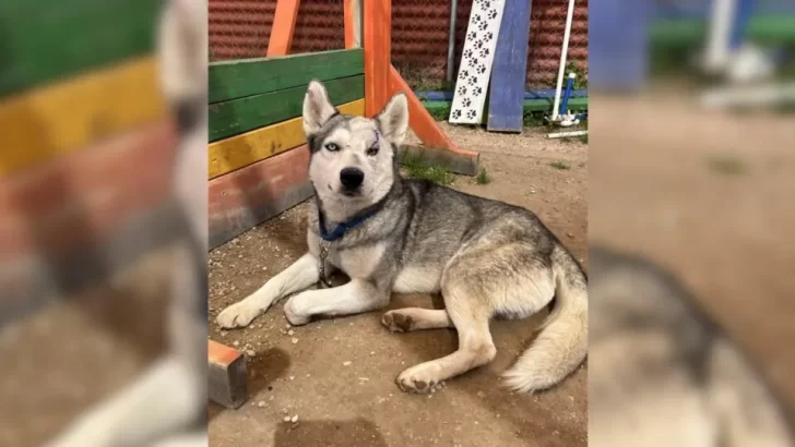 Lonely Husky With an Injured Eye Finds Hope and Love in a Little Girl's Heart