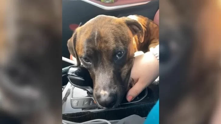 Loyal Pup Who Held Woman's Hand Found His Forever Family After Heartfelt Connection With Her Son