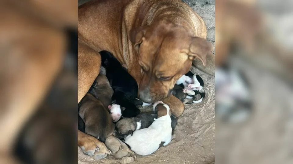 Malnourished Mama Dog and 10 Puppies Saved From Harsh Conditions