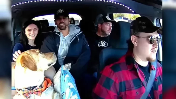 Meet Bowie, the Uber Dog Who Rides Through Colorado and Steals Hearts
