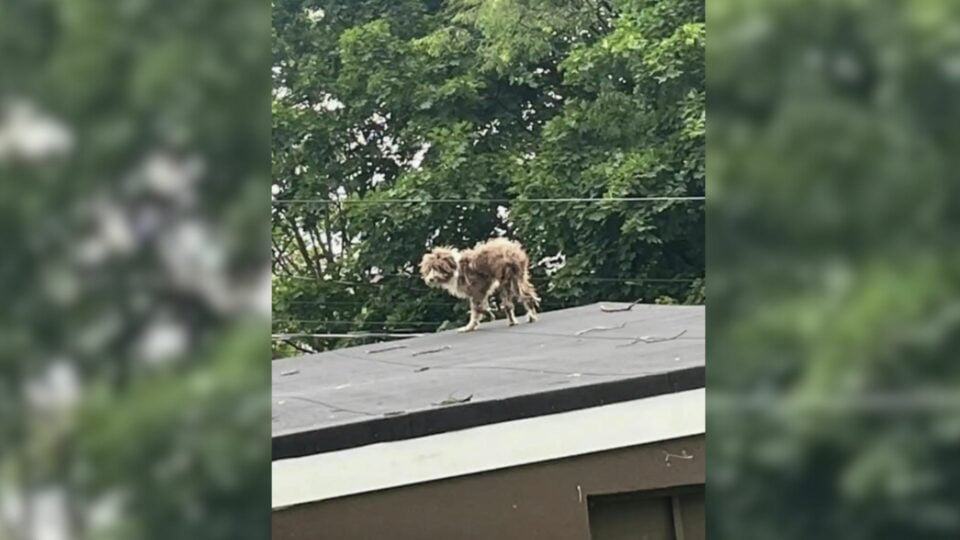 New Jersey Resident Noticed Something Furry On Rooftop And Was Stunned To Realize Who It Was