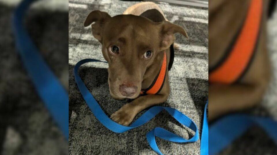 Once Too Afraid To Look People In The Eye, This Florida Pup Now Bikes His Way Into Hearts