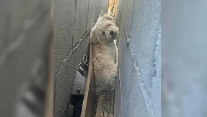 Frightened Dog Hides Between Garages Until Kind Rescuers Save Him