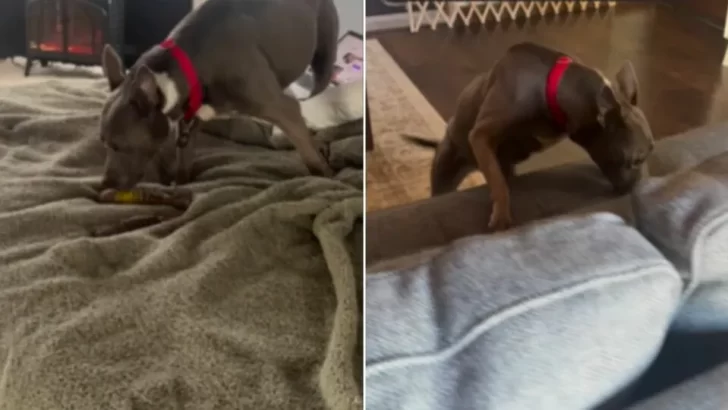 Senior Dog Spent 11 Years in a Shelter, Hoping for a Family—Then Everything Changed