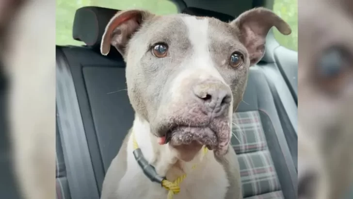 This Senior Dog Reversed Her Age After Experiencing Love For The First Time