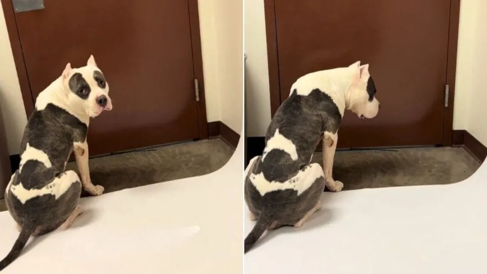 Senior Dog Waits By Shelter Door As Time Runs Out—Then A Miracle Happens