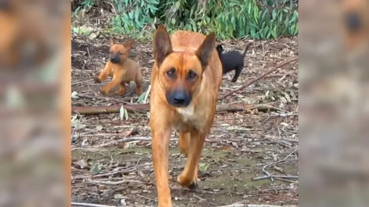 Teacher Follows Stray Dogs And Uncovers Their Hidden Family In A Den