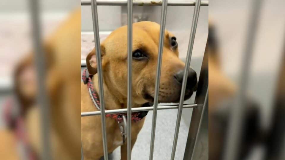 Texas Shelter Dog’s Hopeful Smile Wins Hearts And Leads Her To A Forever Home