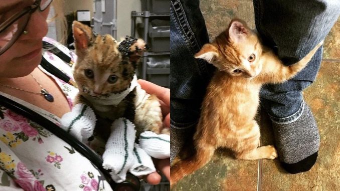 bezdomnyj-kotyonok-spasyonnyj-iz-ognya-prizhimaetsya-k-muzhchine-i-ne-xochet-otpuskat-ego-ruku