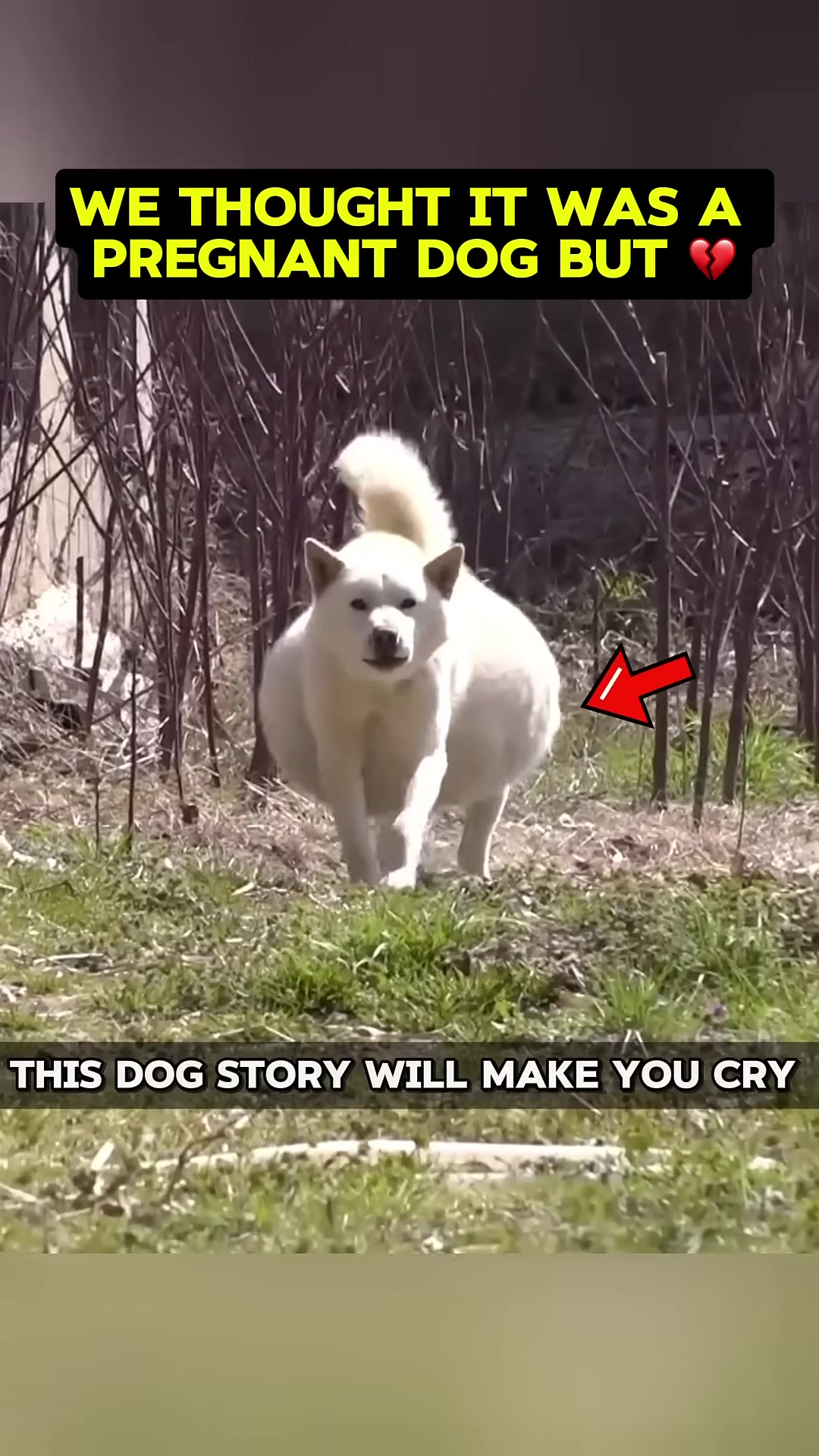 A white dog with a visibly swollen belly stands in a grassy, wooded area.