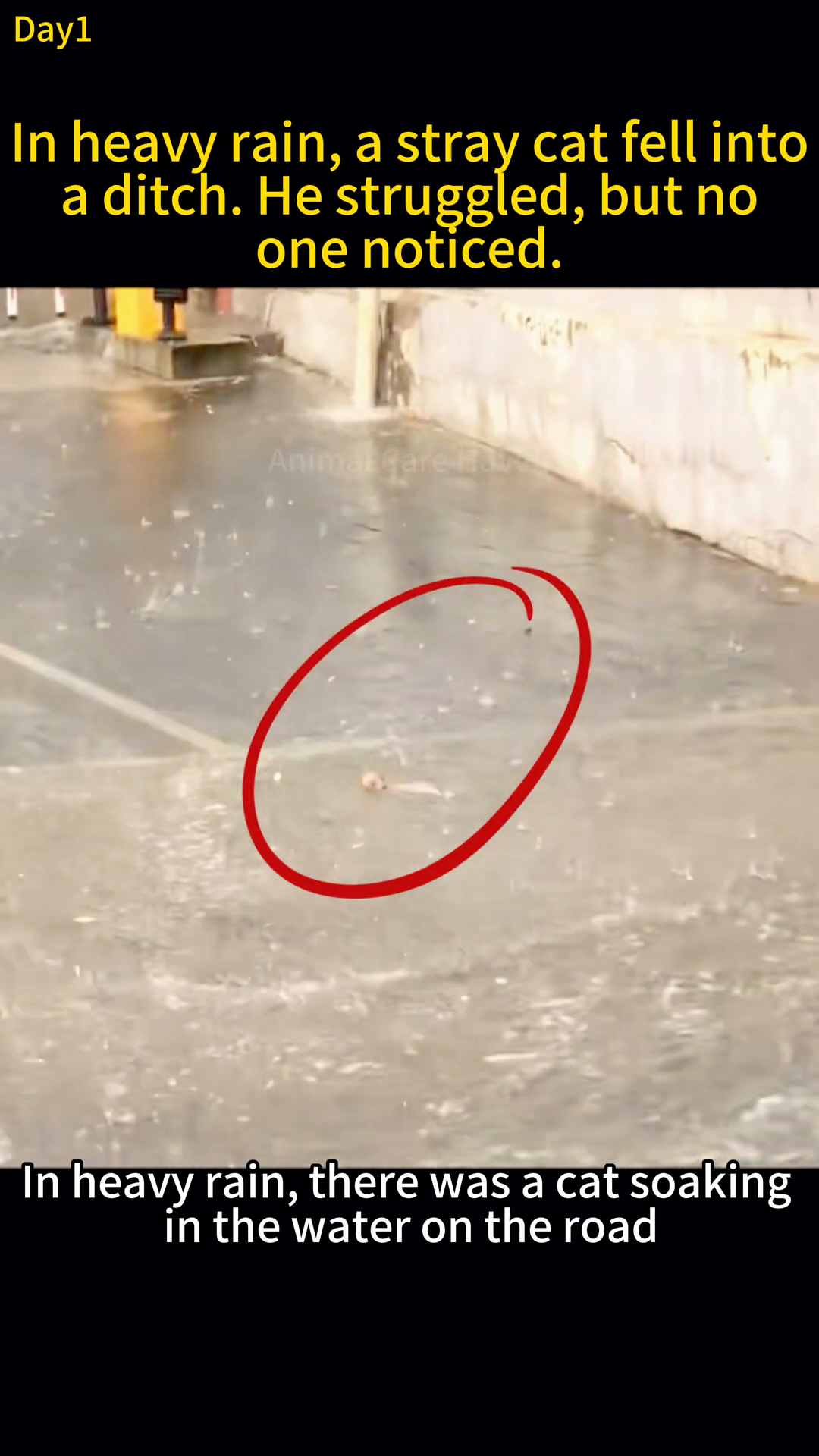 A small, wet kitten is visible in a flooded ditch, struggling to stay afloat.