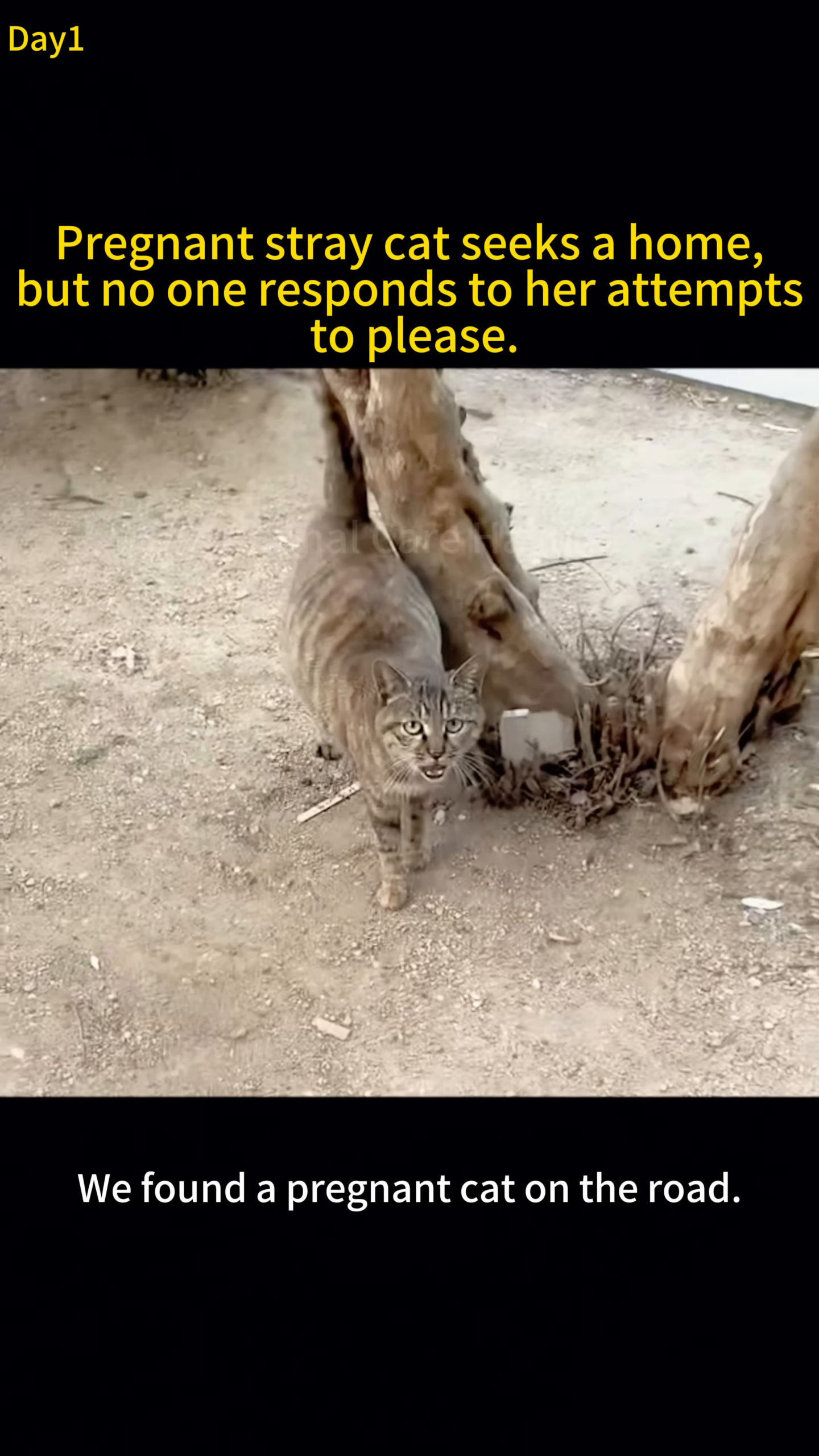A pregnant tabby cat stands on a dirt road, looking towards the camera with a hopeful yet cautious expression.