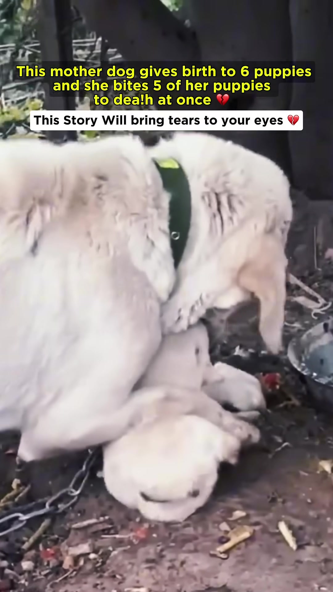 A mother dog with her newborn puppies, one of which appears distressed.