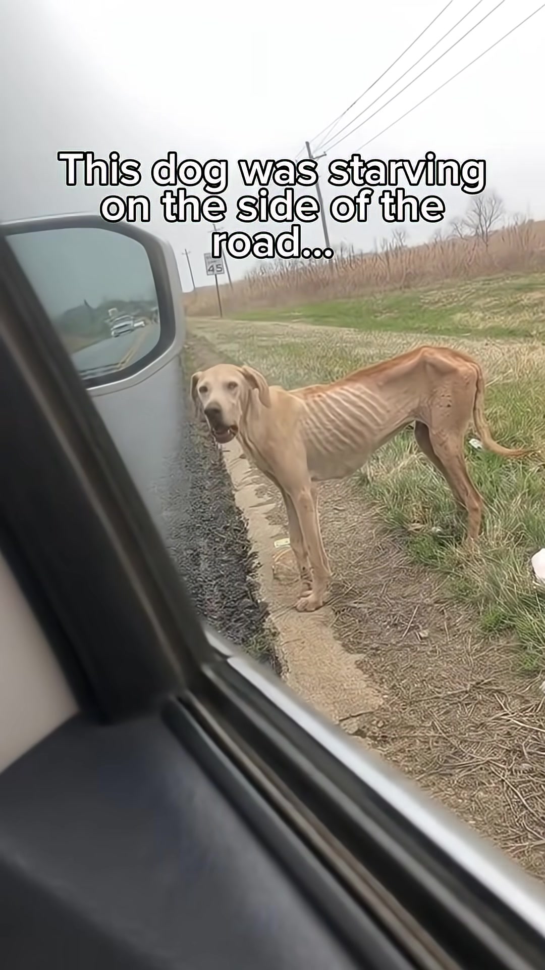 A thin, emaciated dog stands on the side of a road, looking towards a car.