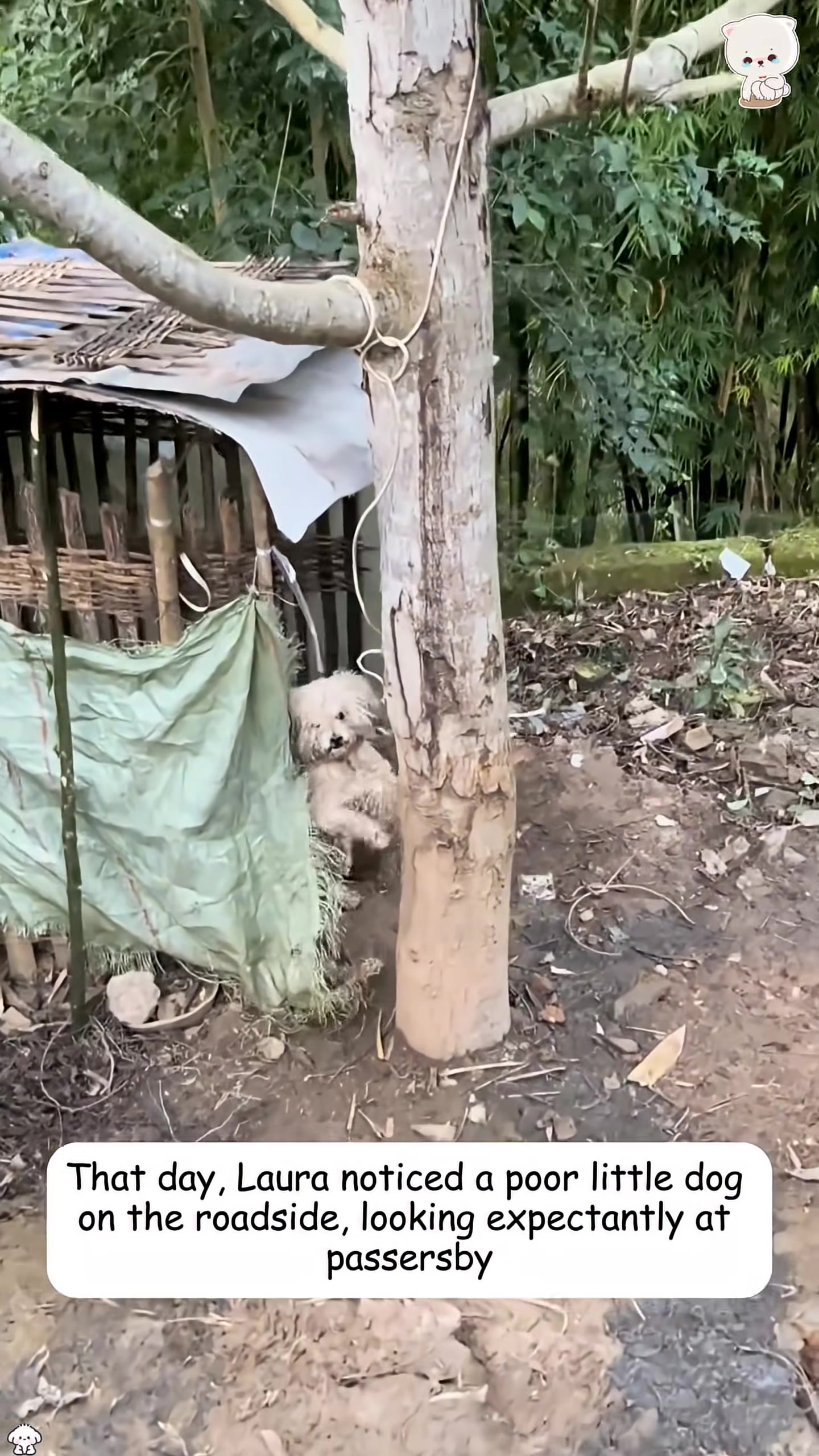 A small, fluffy white dog with matted fur stands by a tree, looking towards the viewer.