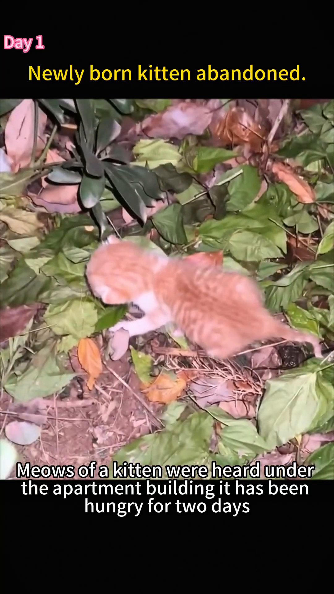 A tiny, frail orange and white kitten lies on the ground amidst leaves, its body trembling.