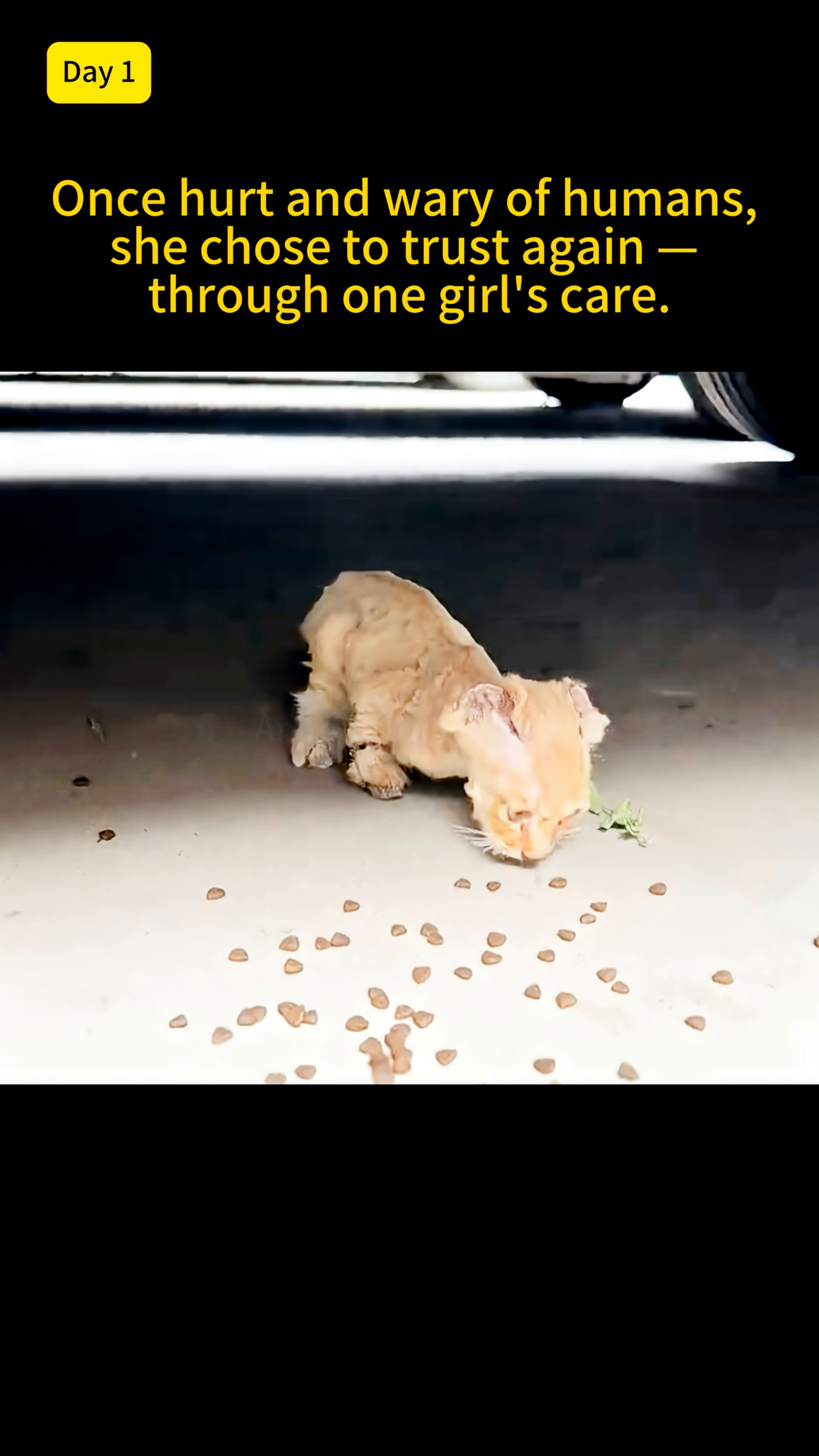 A frail, light-colored cat with visible injuries is seen eating scattered kibble on a concrete floor under a vehicle.