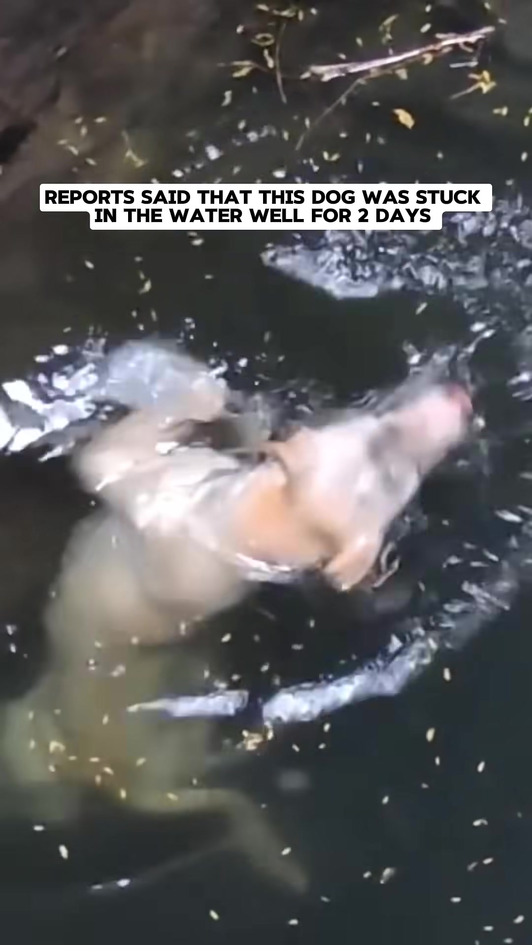 A pale dog struggles to stay afloat in a dark, deep well, looking distressed.