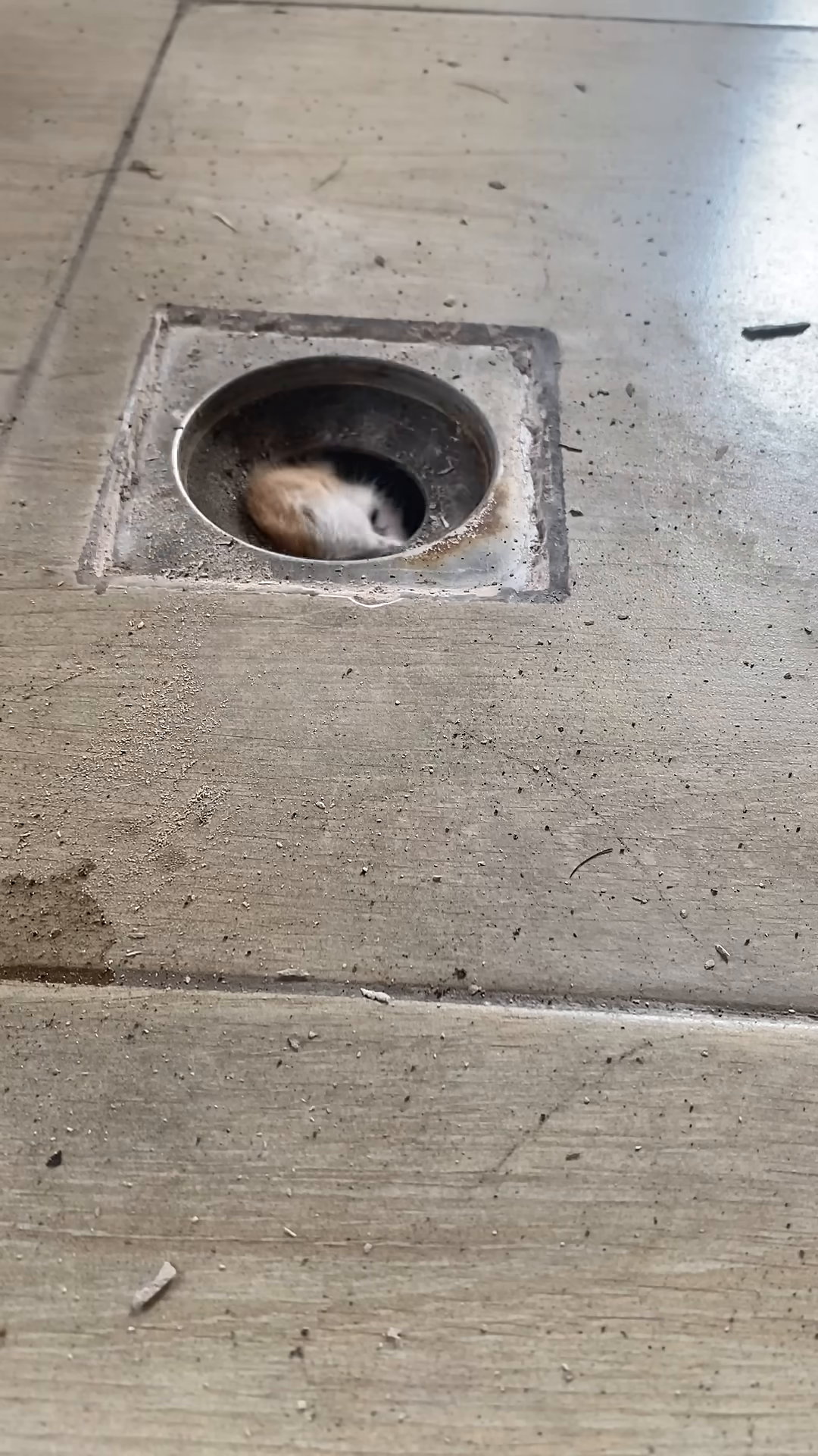 A tiny kitten's face peeks out of a drain, eyes wide with fear.