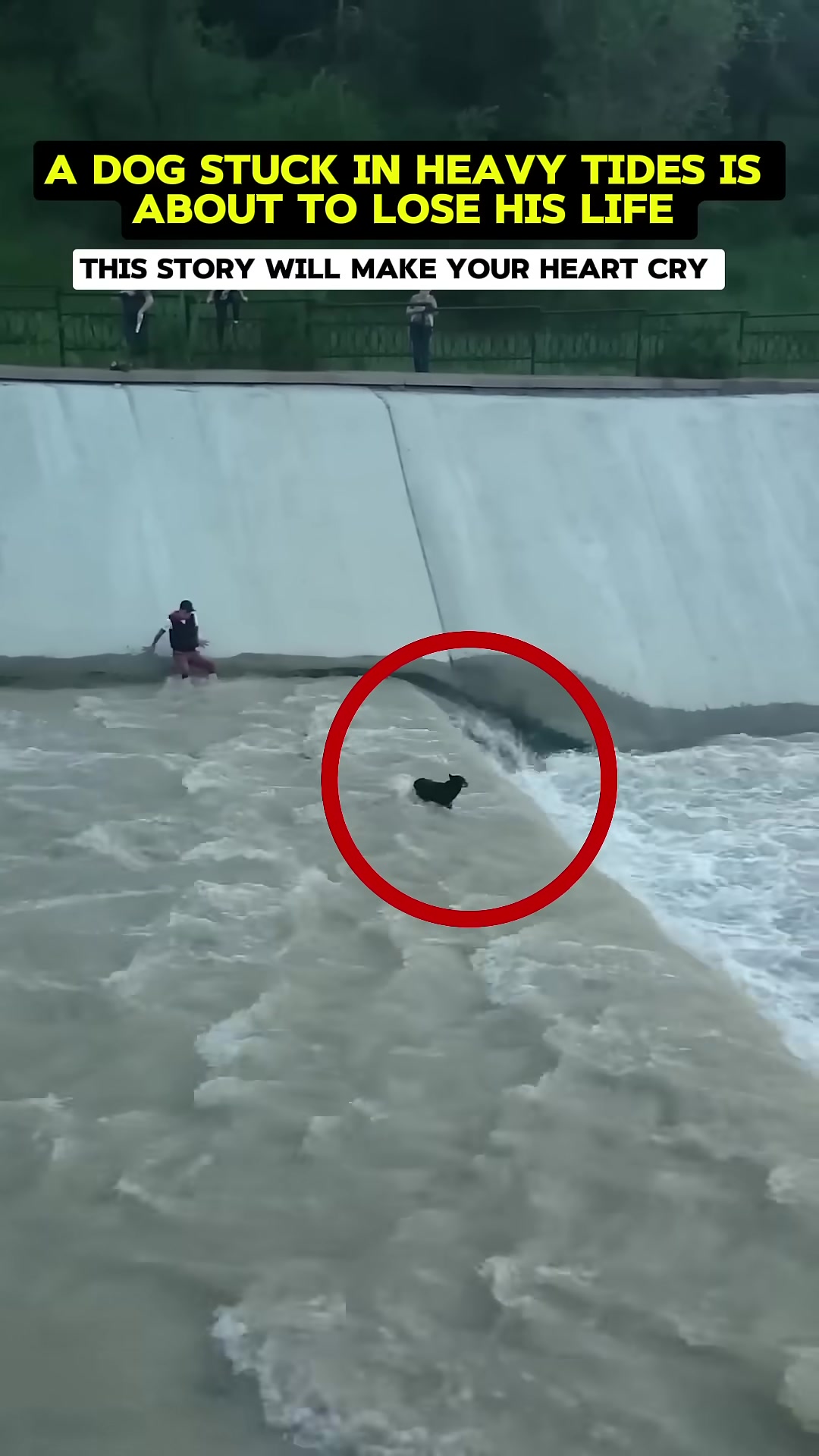 A black dog struggling in fast-moving, turbulent water near a concrete wall.