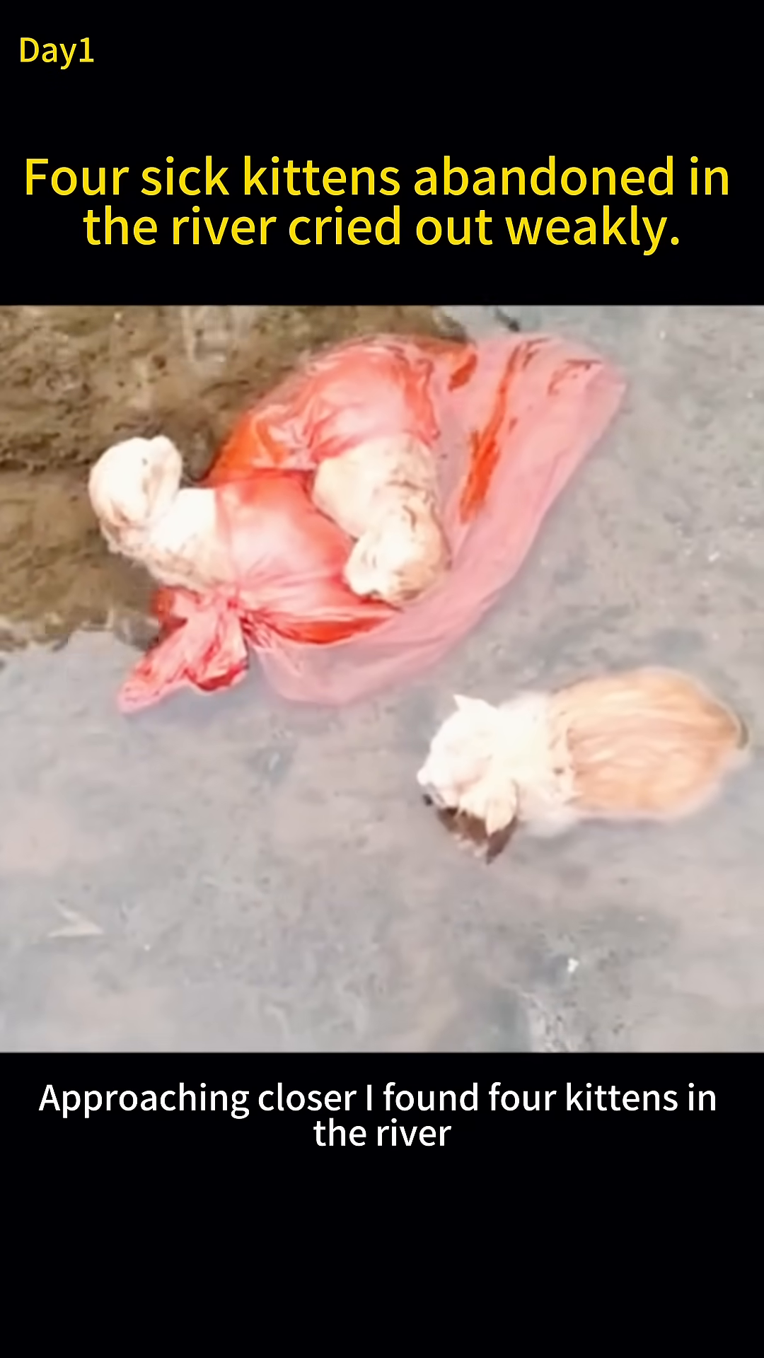 Four small, weak kittens are visible in the shallow river water, one partially submerged in a pink plastic bag.