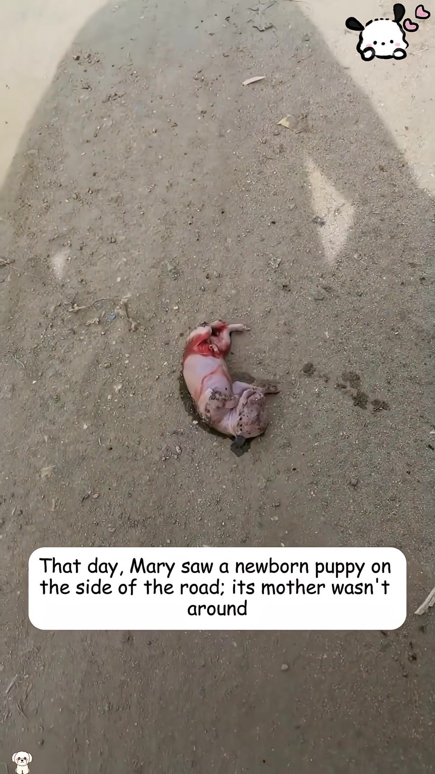 A newborn puppy lies alone on the side of the road, appearing weak and vulnerable.