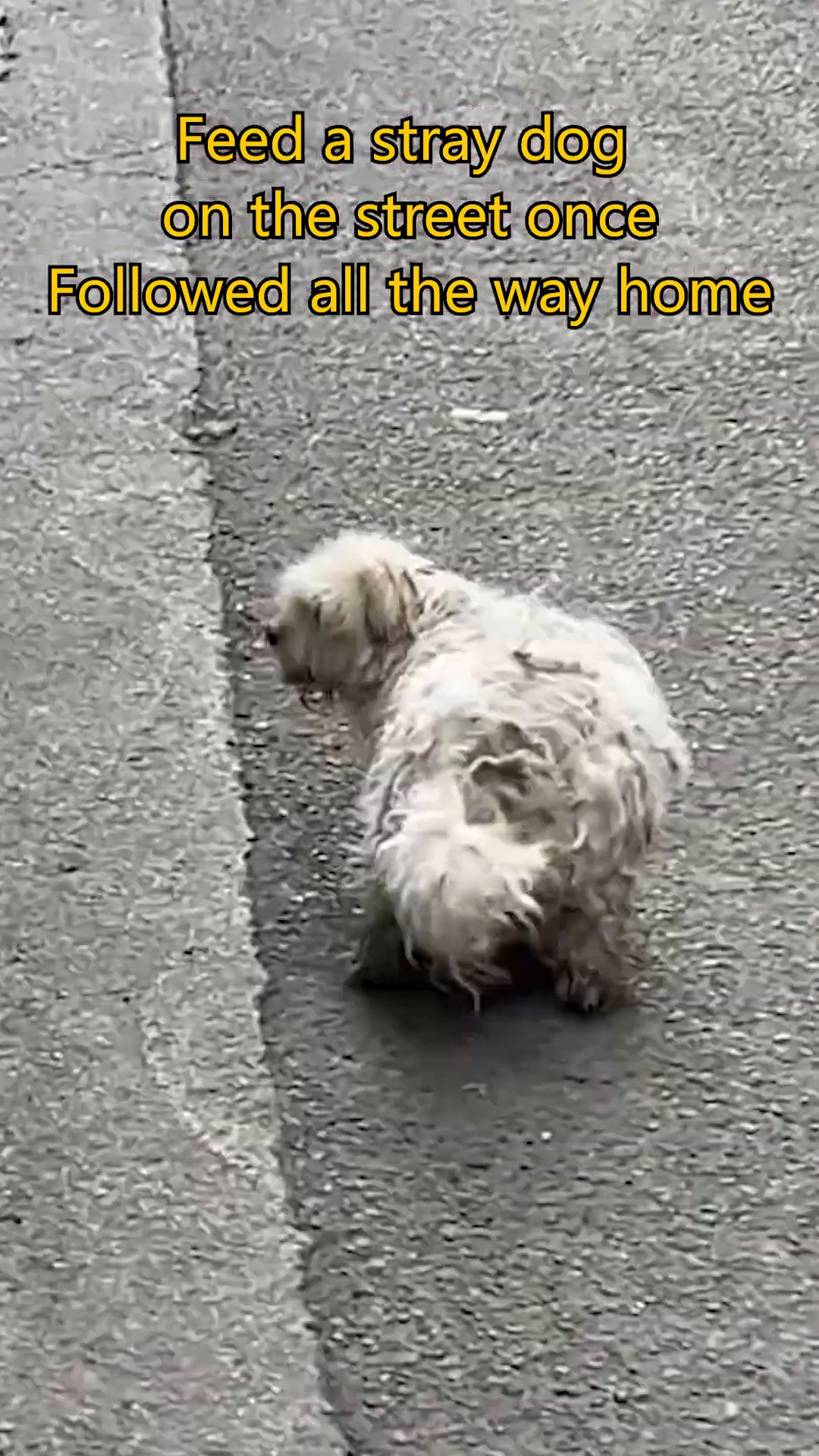 A small, scruffy stray dog with matted fur walks down a street, looking back.