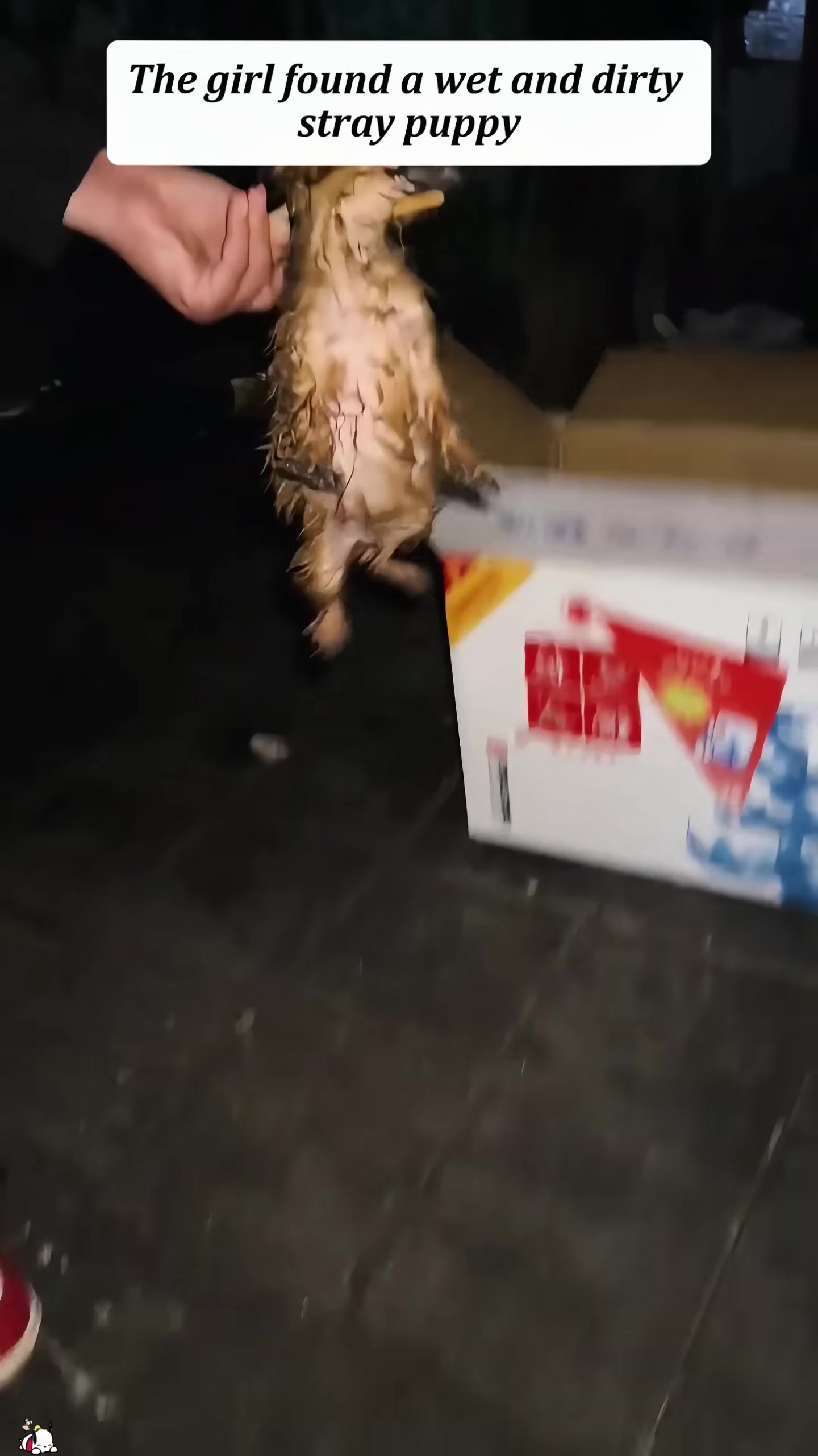 A person holding a wet and dirty stray puppy with chopsticks.