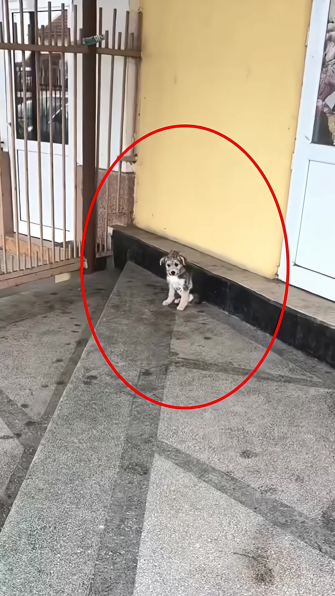 A small, scruffy puppy sits alone on the side of a road, looking lost and vulnerable.