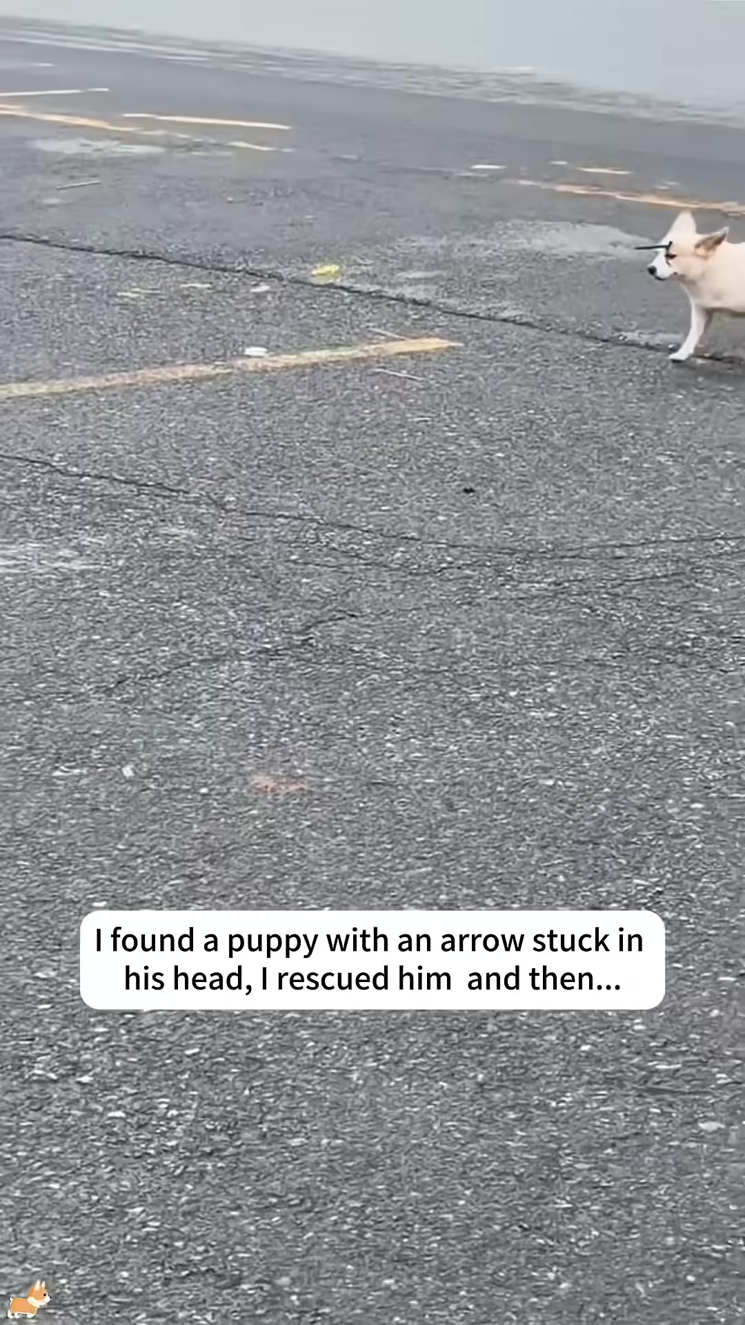 A small white puppy with an arrow stuck in its head is seen on the ground.