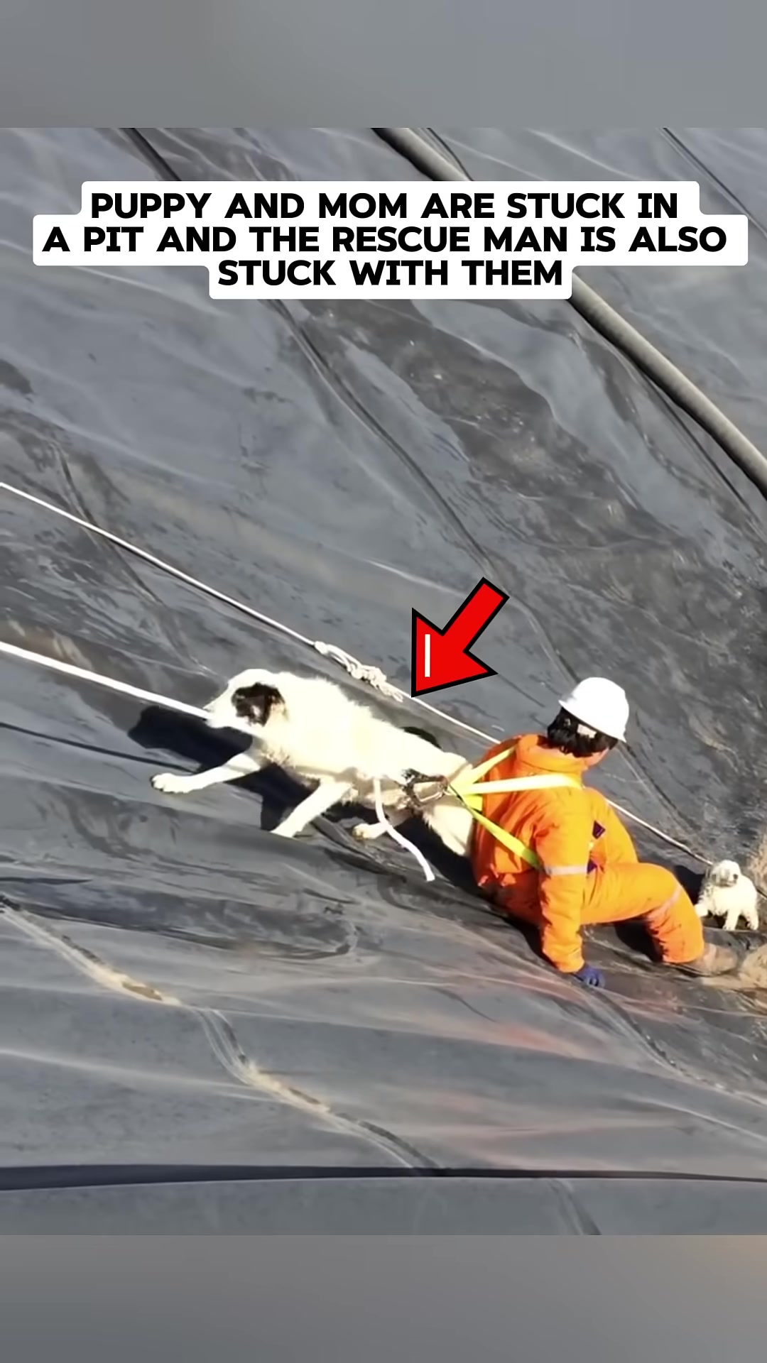 A rescuer in an orange suit is on a steep, dark surface, with a white and black dog tied to him.