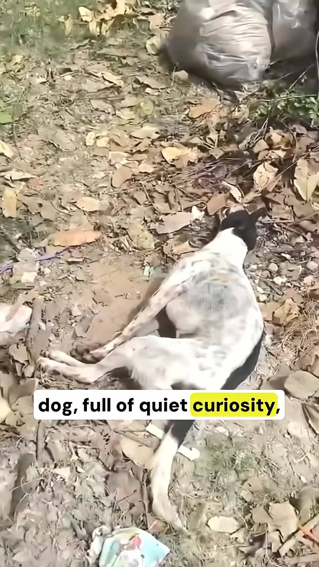 A black and white dog lies on the ground, appearing injured and still, with a red circle highlighting it.