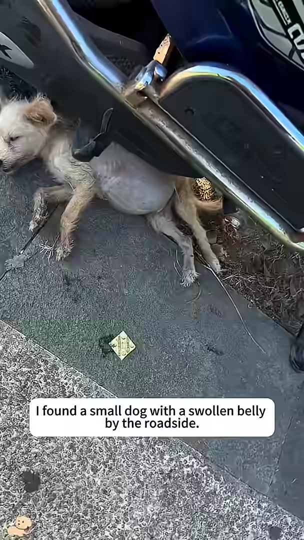 A small, frail dog with a severely swollen belly lies on the ground by the roadside.