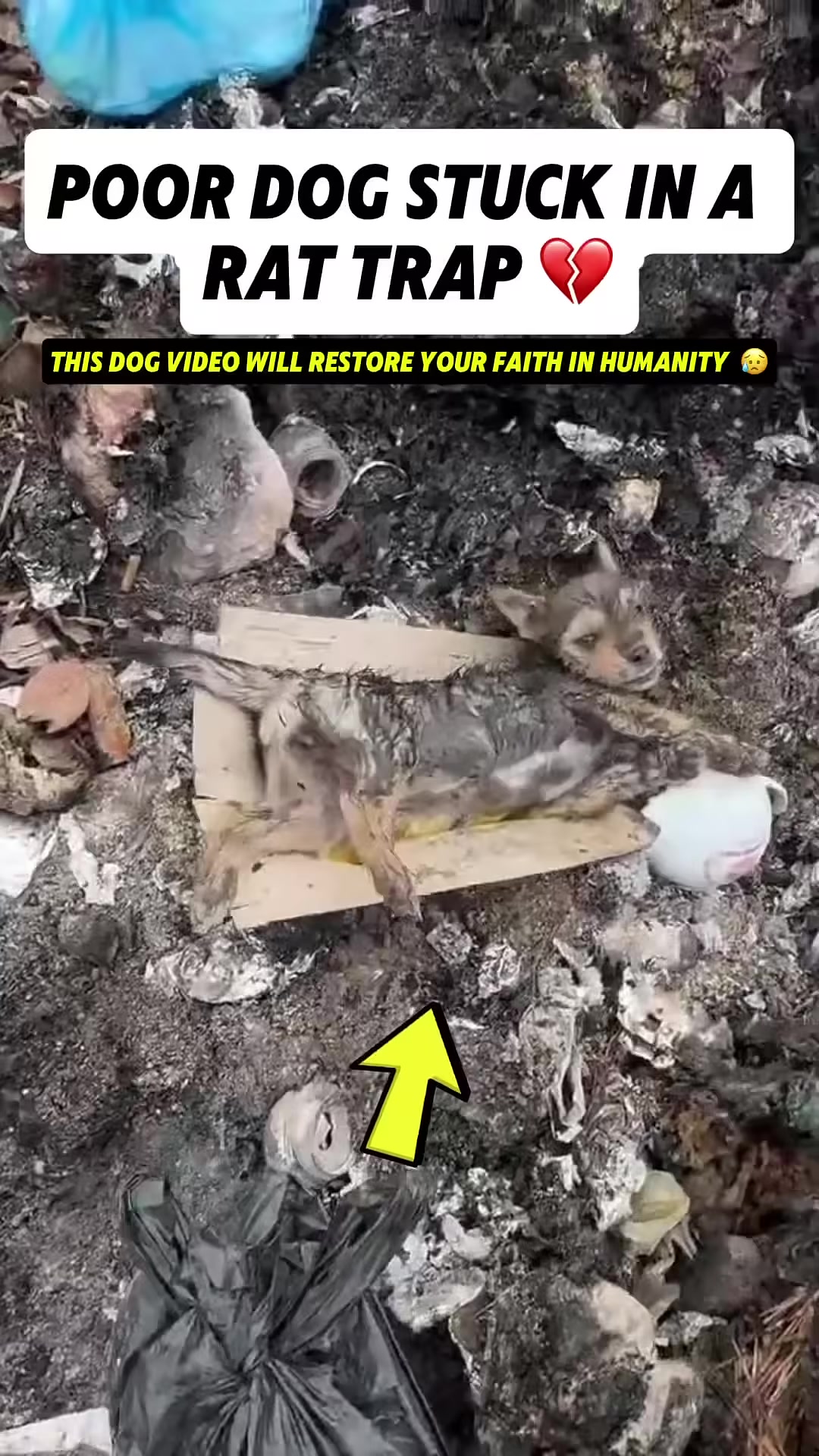 A small, dirty puppy is seen stuck in a rat trap amidst piles of garbage.