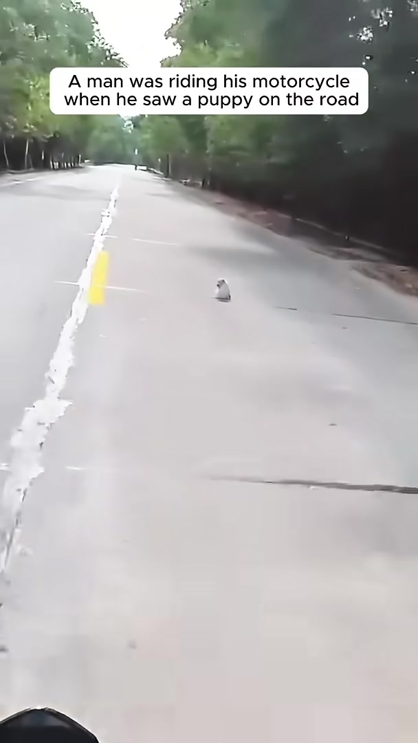 A man on a motorcycle sees a small white puppy in the distance on a road.