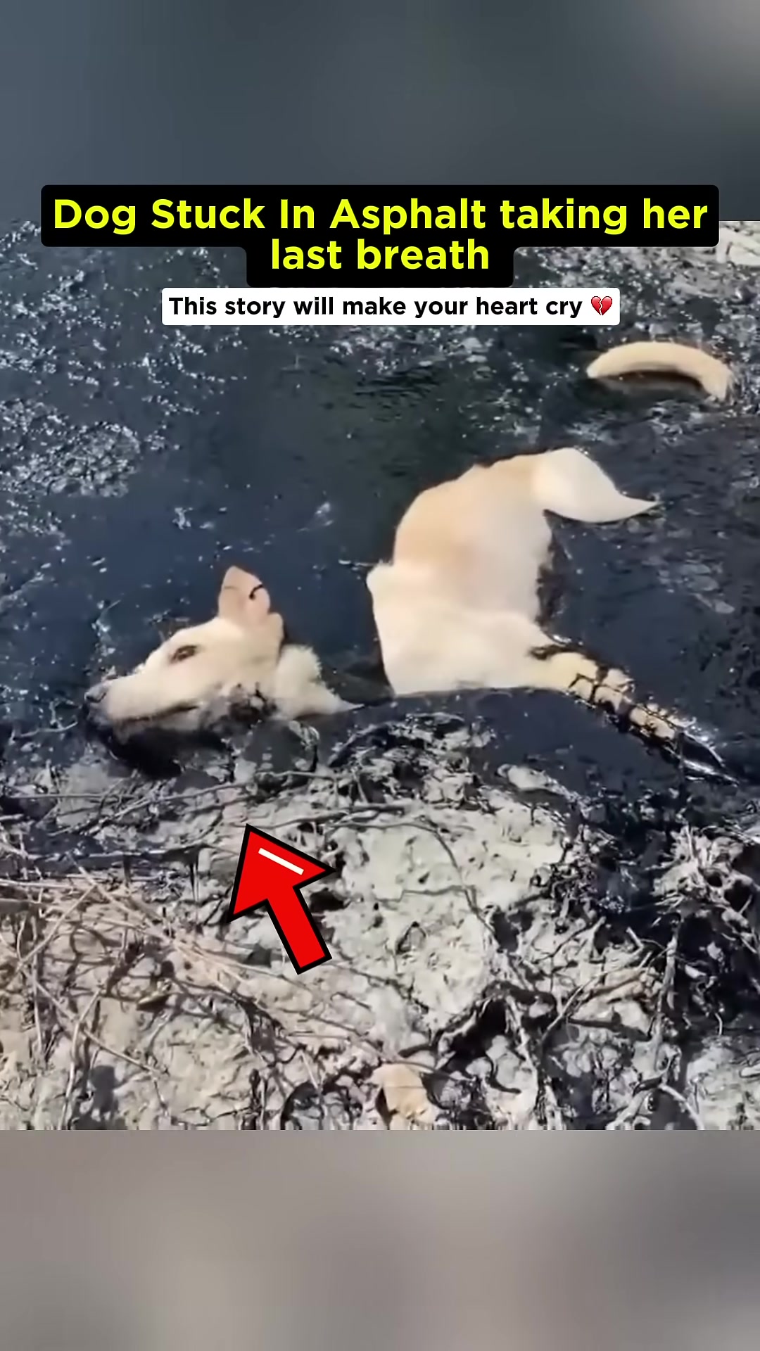 A light-colored dog is struggling, partially submerged in black asphalt, with its head and front legs visible.
